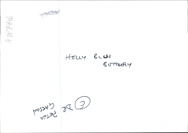 Butterflies:holly blue. - Vintage Photograph