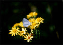 Butterflies:holly blue. - Vintage Photograph