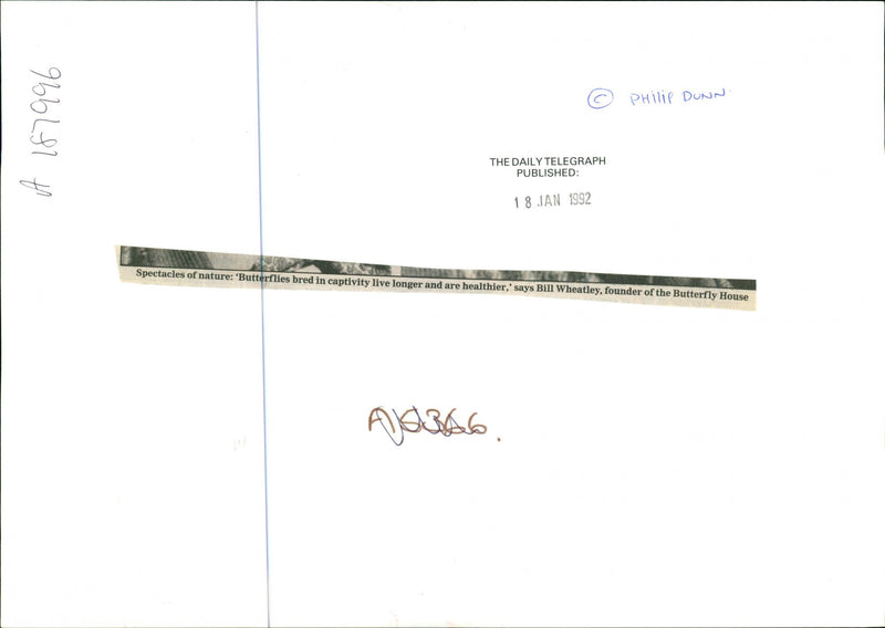 Butterflies:spectcles of nature bred in captivity live longer and are healthier. - Vintage Photograph