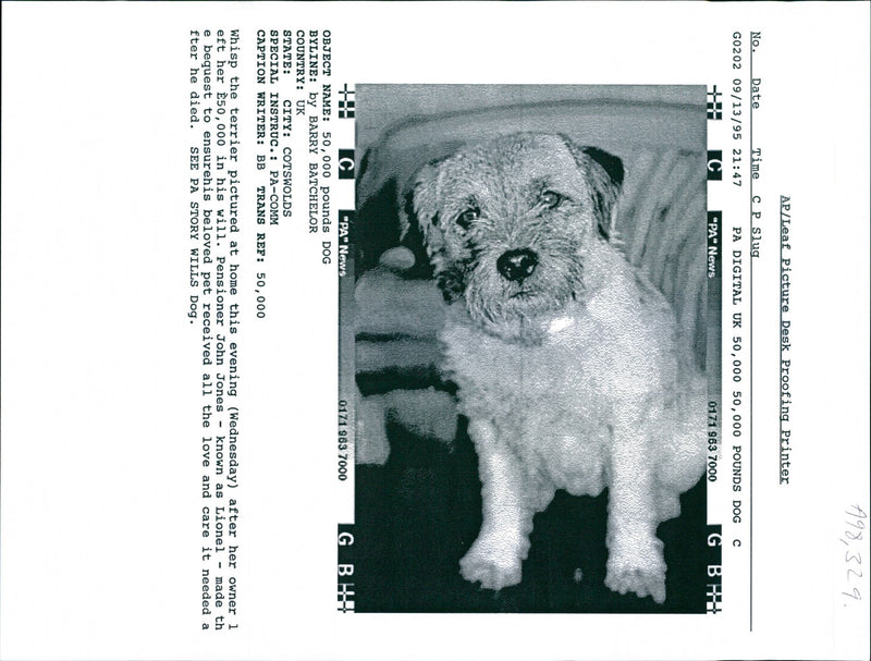 Dog Whisp:Whisp the terrier - Vintage Photograph