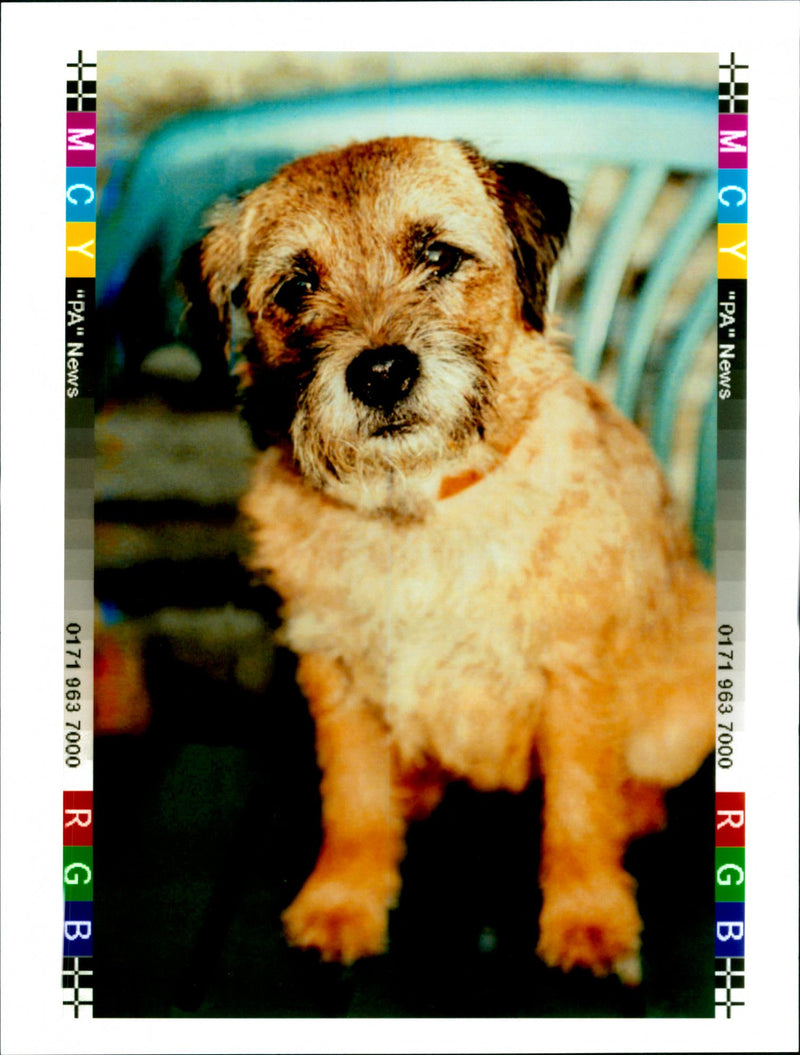 Dog Whisp:Whisp the terrier - Vintage Photograph