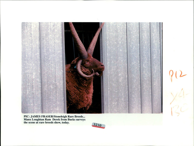 Animal: Manx Loughtan Ram. - Vintage Photograph