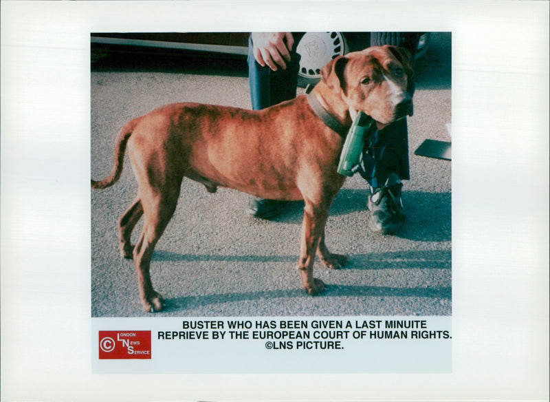 Dog: Buster - Vintage Photograph