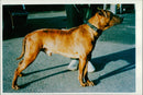 Dog: Buster - Vintage Photograph