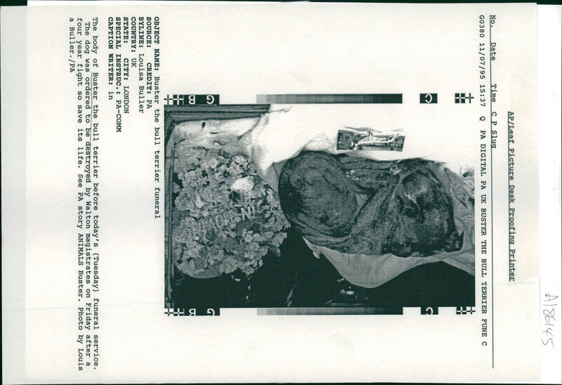 Dog: Buster - Vintage Photograph