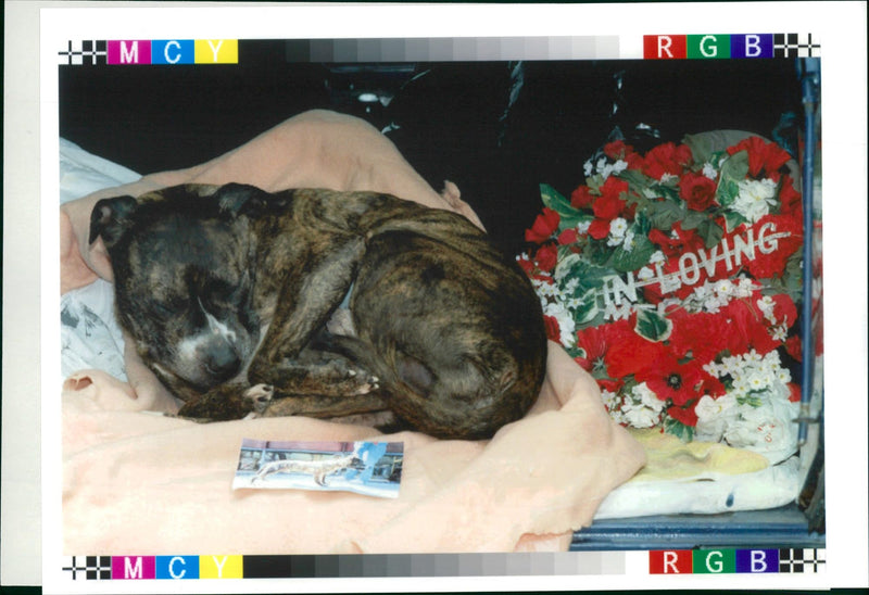 Dog: Buster - Vintage Photograph