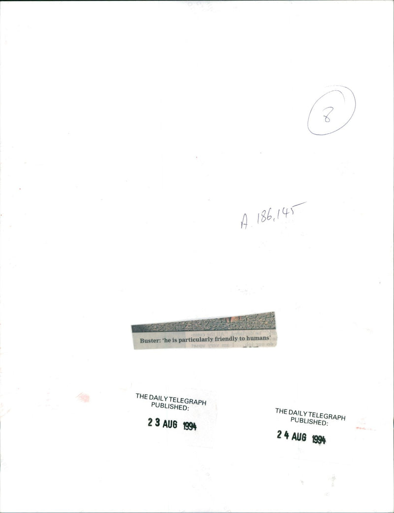 Dog: Buster - Vintage Photograph