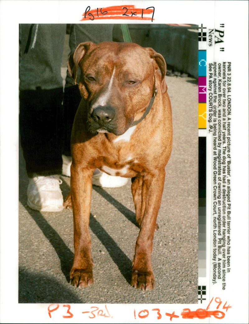 Dog: Buster - Vintage Photograph