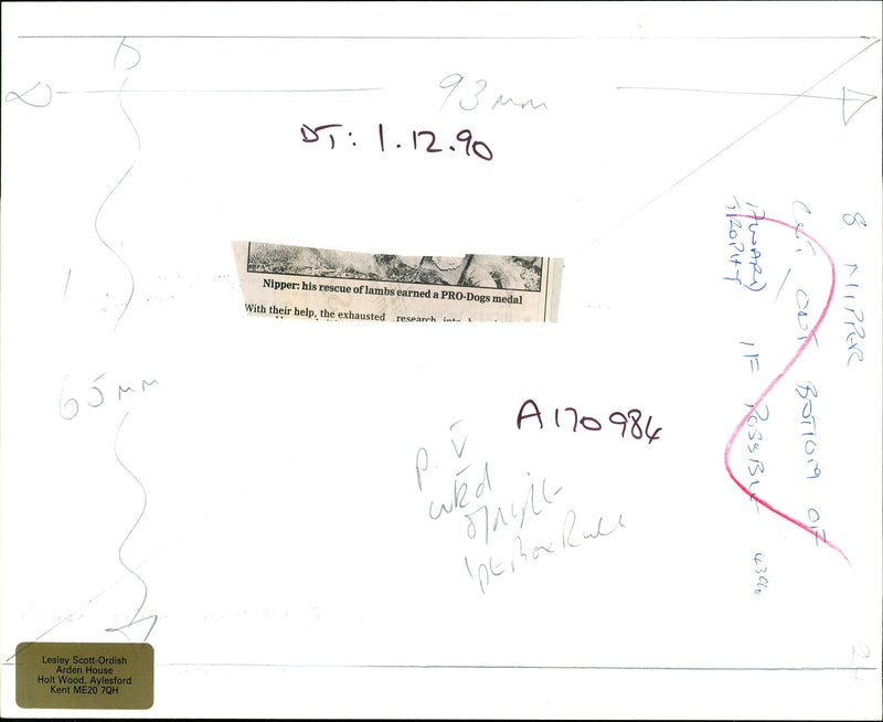 Dogs Rescue Service: Nipper. - Vintage Photograph