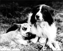 Dogs Rescue - Vintage Photograph