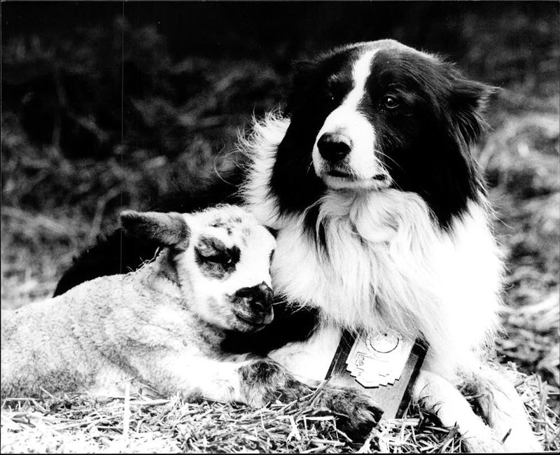 Dogs Rescue - Vintage Photograph
