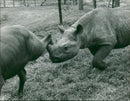 AFRICA Kenya Royal National Parks:Playful baby rhino. - Vintage Photograph