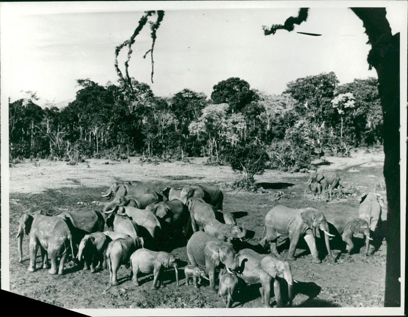 AFRICA Kenya Royal National Parks:A herd of elephant. - Vintage Photograph