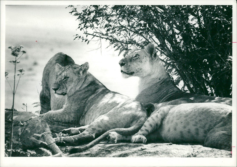 Animal: - Vintage Photograph