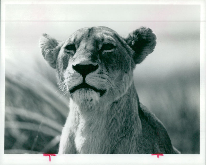 Animal: The lioness mother - Vintage Photograph