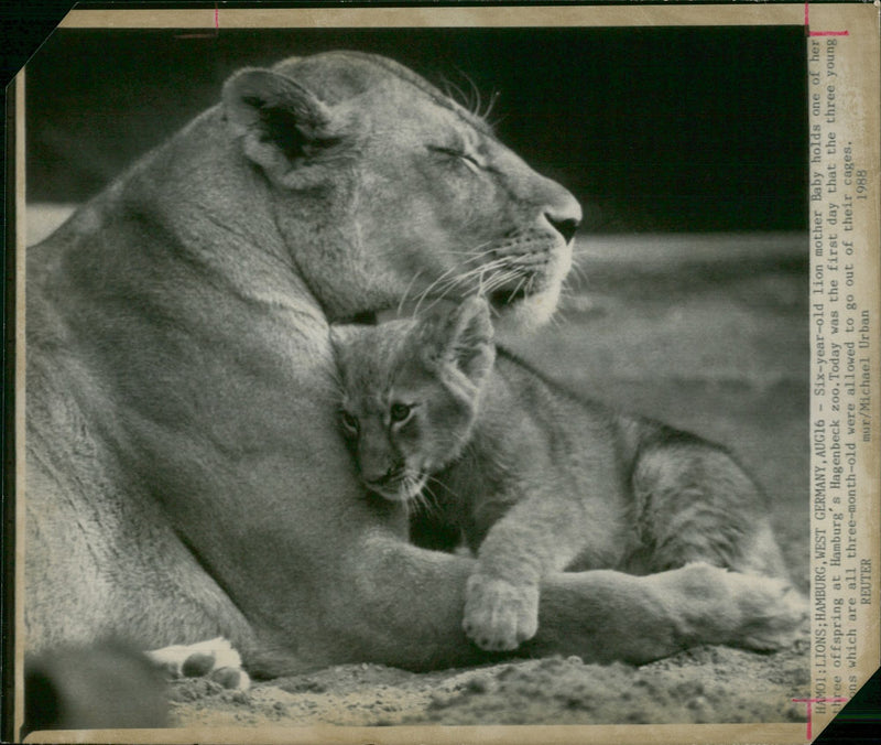 Animal: Baby a six years old lioness - Vintage Photograph