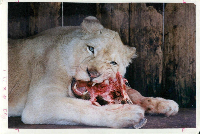 Animal: Carla having a feed - Vintage Photograph