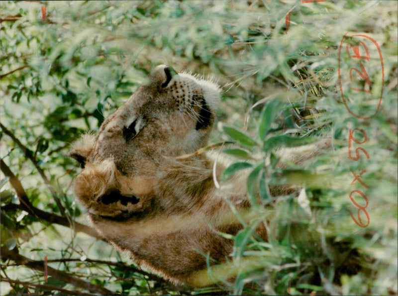 Animal: A lio Masai Mara - Vintage Photograph