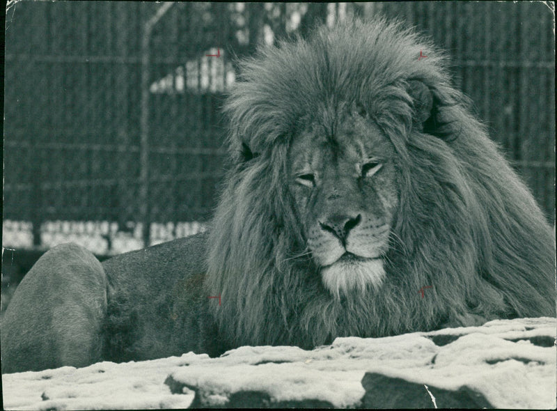 Animal: courage did not desert tarzan - Vintage Photograph