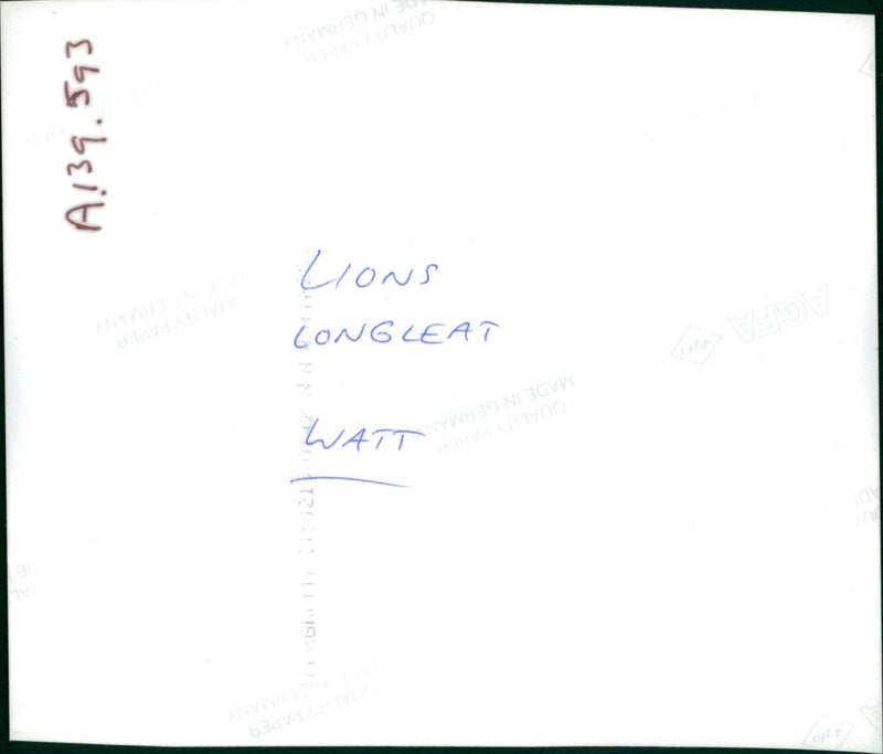 Animal: Lions longleat - Vintage Photograph