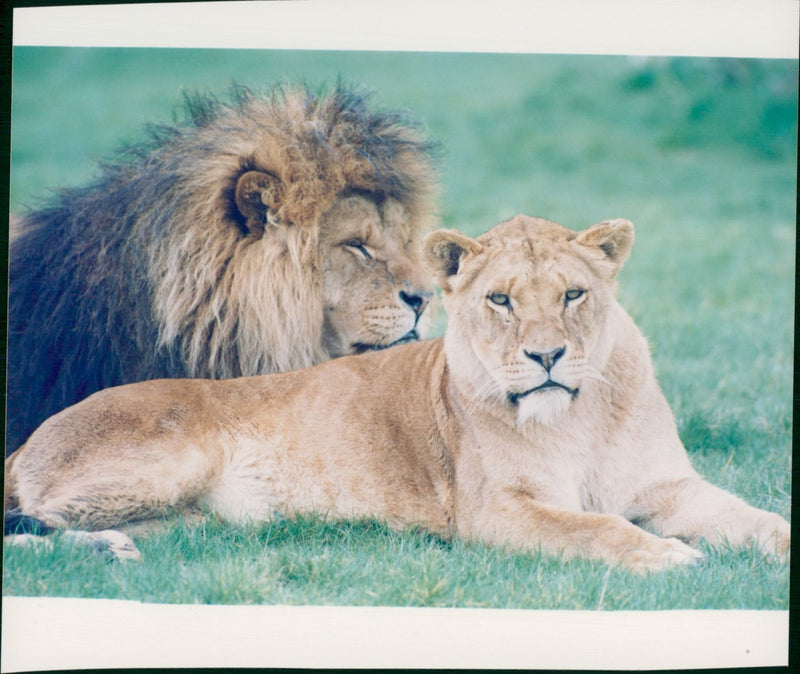 Animal: Lions longleat - Vintage Photograph