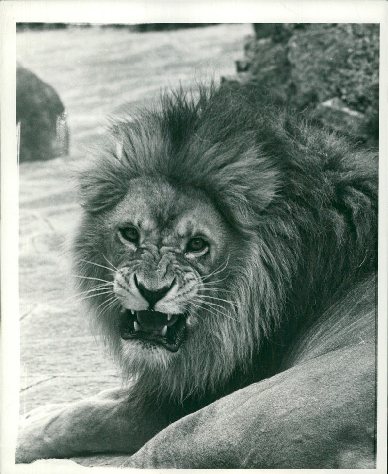 Animal: - Vintage Photograph