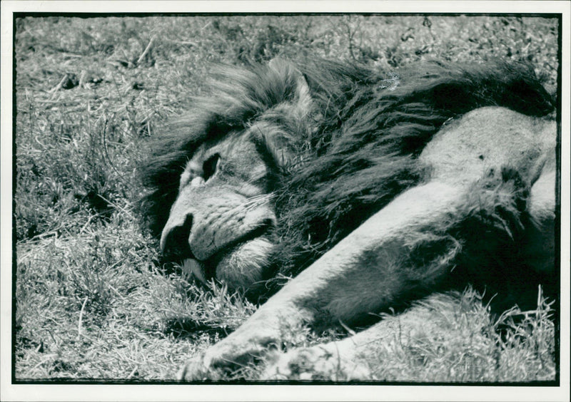 Animal: - Vintage Photograph