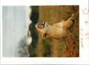 Animal: Safari in kenya - Vintage Photograph