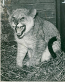 Animal: Lion cub Rusty - Vintage Photograph