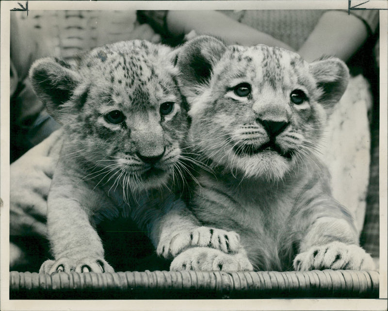 Animal: meet Mark and Julie - Vintage Photograph