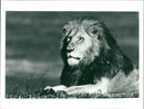 Animal: Blacked mane lion - Vintage Photograph