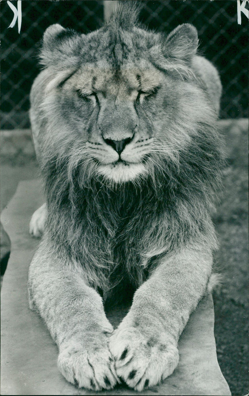 Animal: a one year old cub - Vintage Photograph