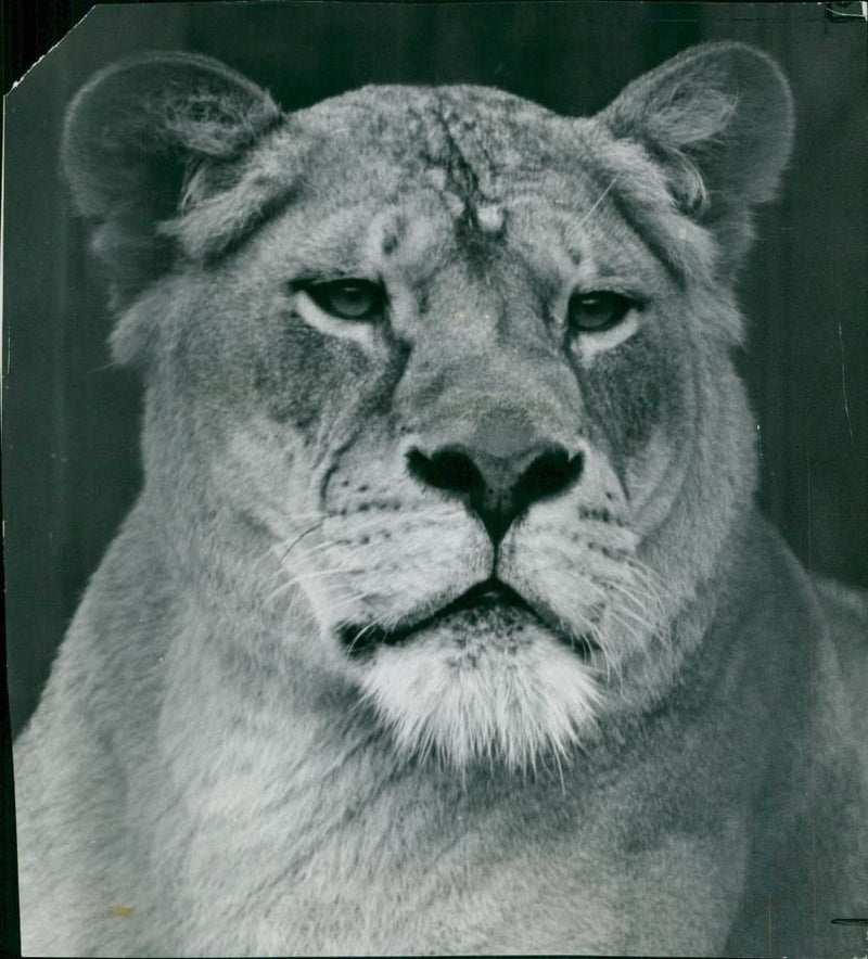 Animal:the photographer approached her enclosure - Vintage Photograph