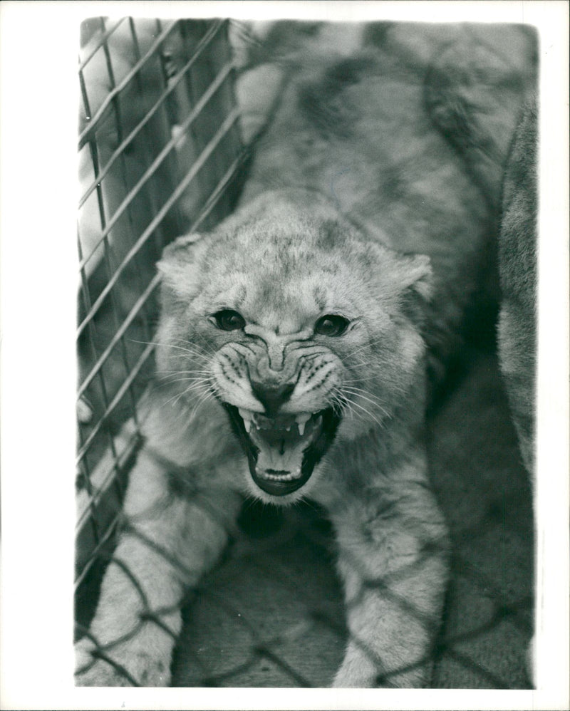 Animal: - Vintage Photograph