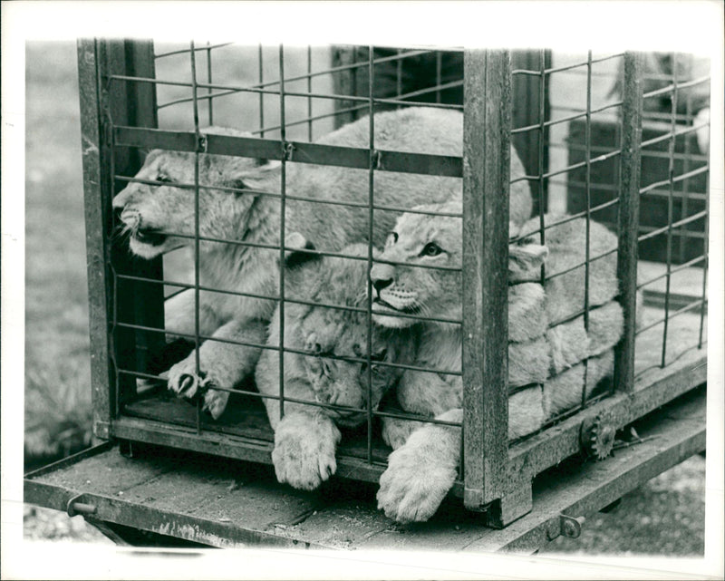 Animal: - Vintage Photograph