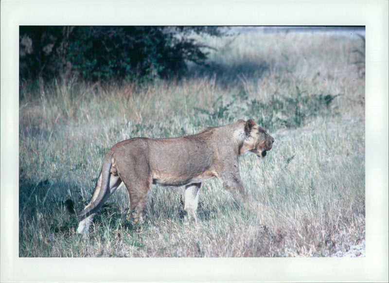 Animal: Mr. Featherbe's lion - Vintage Photograph