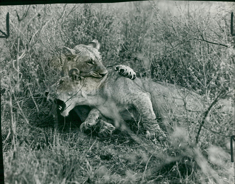 Animal: playtime with a purpose - Vintage Photograph