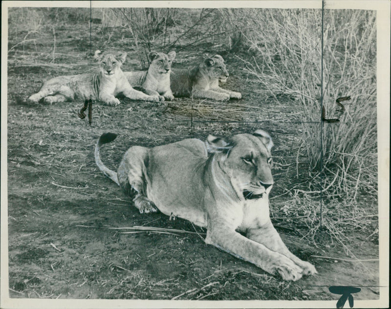 Animal: Elsa - Vintage Photograph