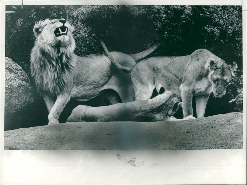 Animal: - Vintage Photograph