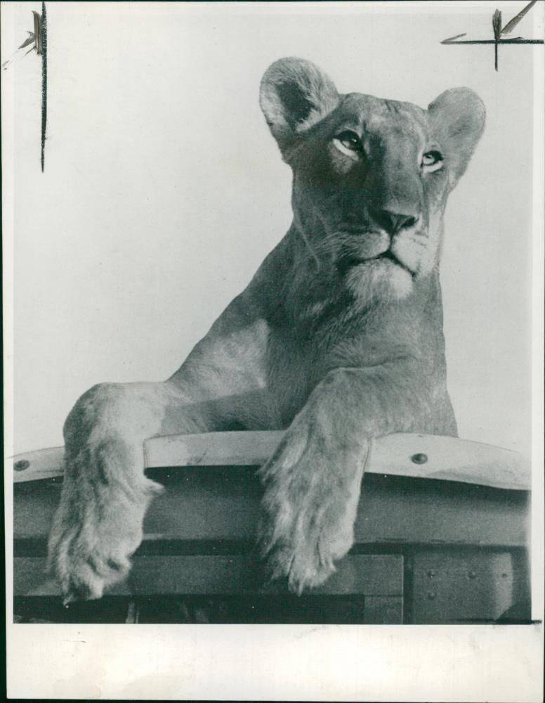 Animal: Elsa - Vintage Photograph