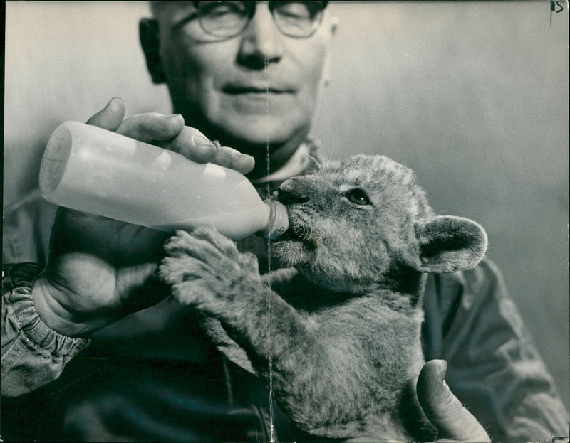 Animal: - Vintage Photograph