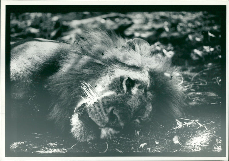 Animal: - Vintage Photograph