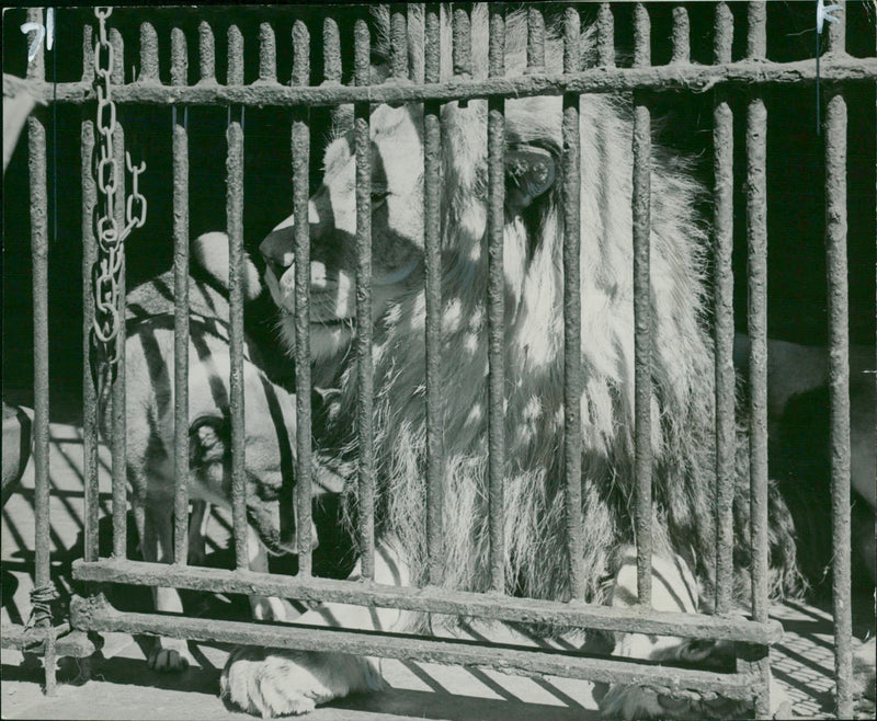 Animal: The dog is helping - Vintage Photograph