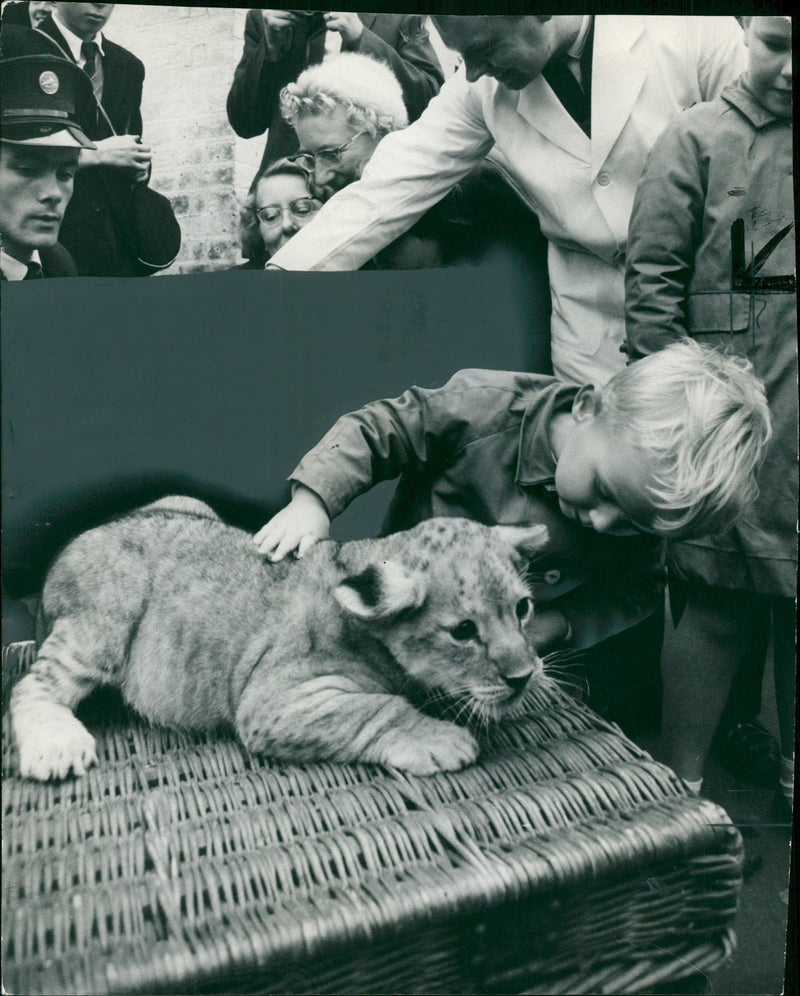 Animal:Simon Reeve - Vintage Photograph