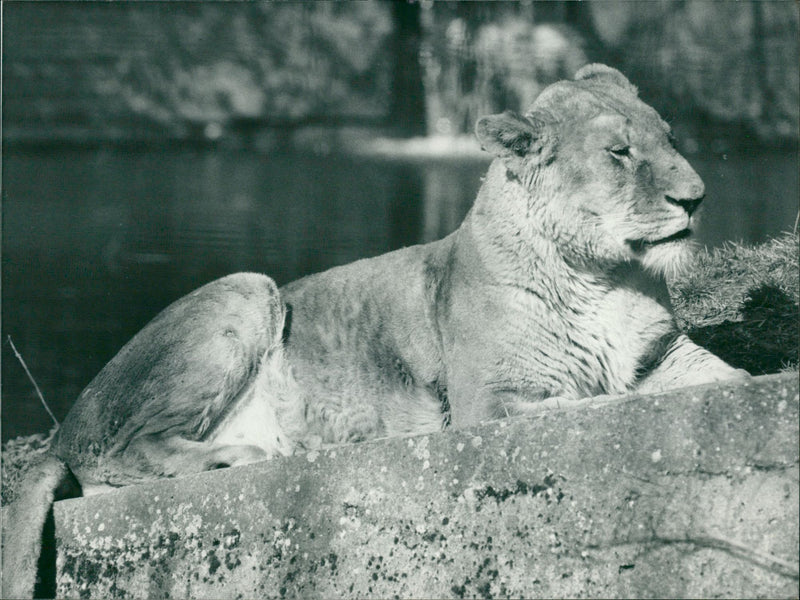 Animal:Lion Relaxing in the sun - Vintage Photograph