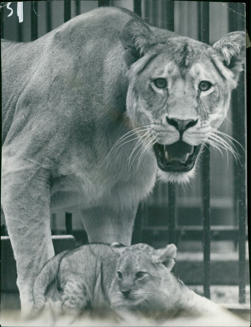 Animal:Lioness Carole roars - Vintage Photograph