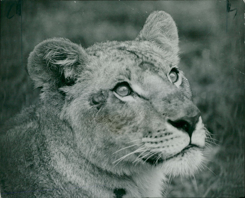 Animal: Little Elsa - Vintage Photograph