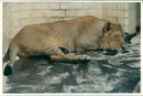 Animal:the asiatic lion - Vintage Photograph