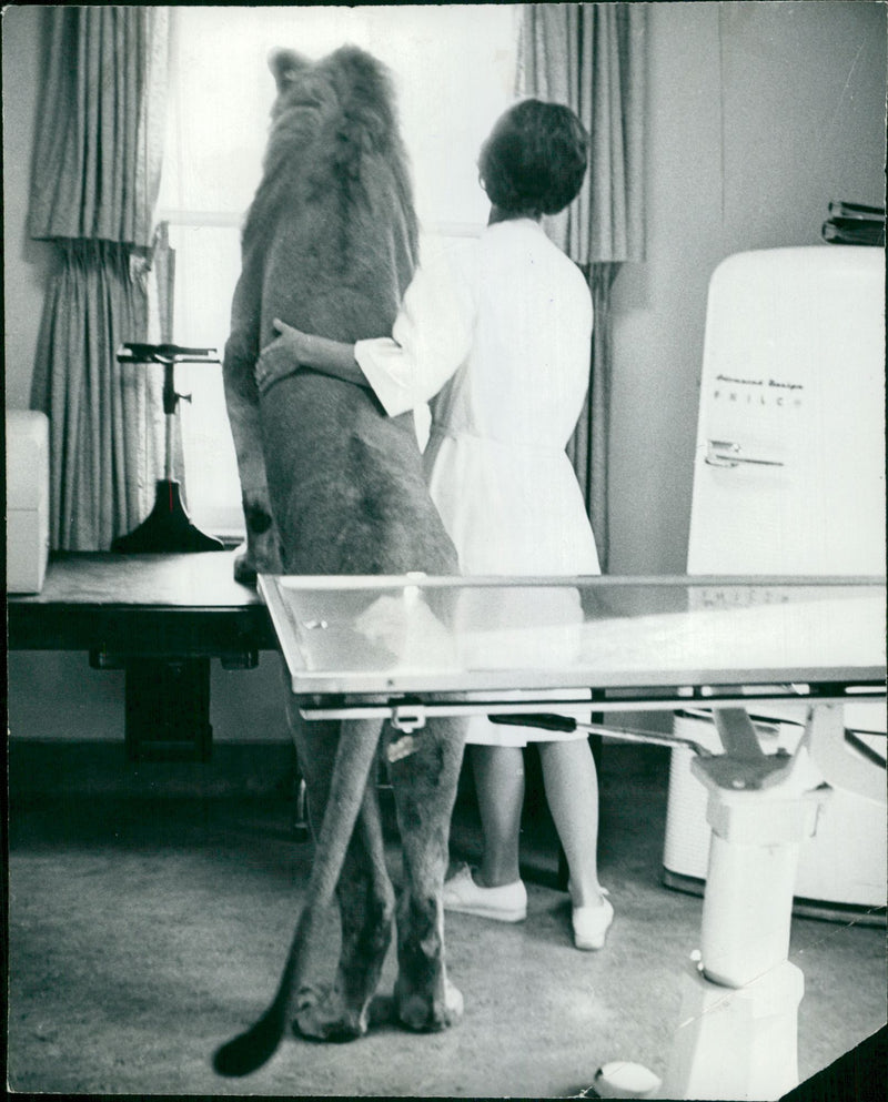 Animal: a lion at home in Pasadena - Vintage Photograph