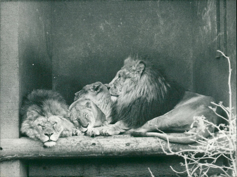 Animal:Lions sleeping at london - Vintage Photograph